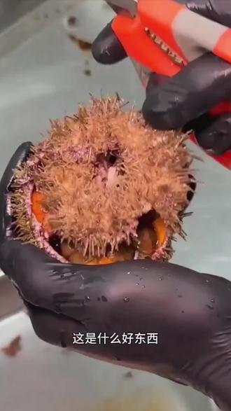 带你看看几种不同的东西,你见过几种!#真材实料才能做出好味道 #我要上热门🔥 #科普知识@DOU+上热门 @DOU+小助手