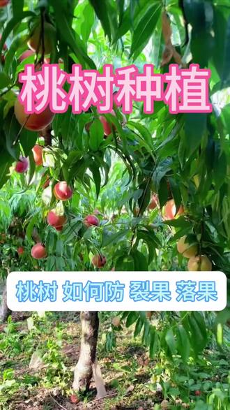 桃树如何防裂果 #桃子熟了 #桃树管理 #桃树施肥 #桃树管理技术 #果树种植