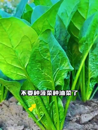 #白菜苔种子 #农业种植 #在家种菜 #种菜小技巧