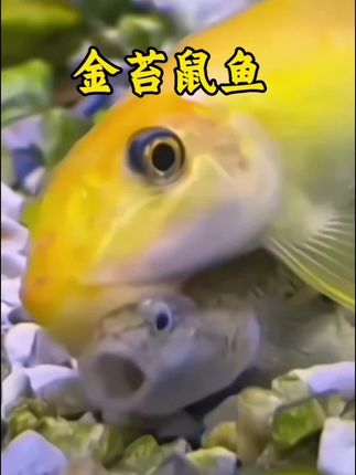金苔鼠鱼 鱼缸清洁工认准它!金苔鼠鱼自带“清洁buff”,啃藻除垢超勤快,还能和其他小鱼和谐共处,新手养鱼闭眼入,让鱼缸始终清清爽爽~#强烈推荐 #观赏鱼 #养鱼人 #每日分享 #上热门 @抖加🔥上热门🔥dou+🔥热点宝