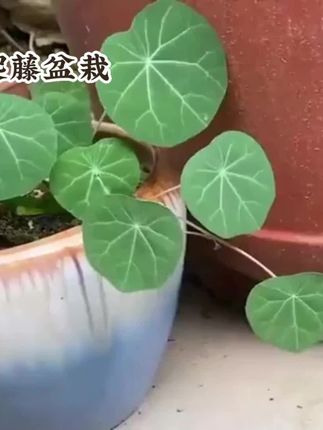 山乌龟是很讨喜的爬藤盆栽,块根敦实可爱,像个小疙瘩趴在土里,特别有辨识度。#山乌龟