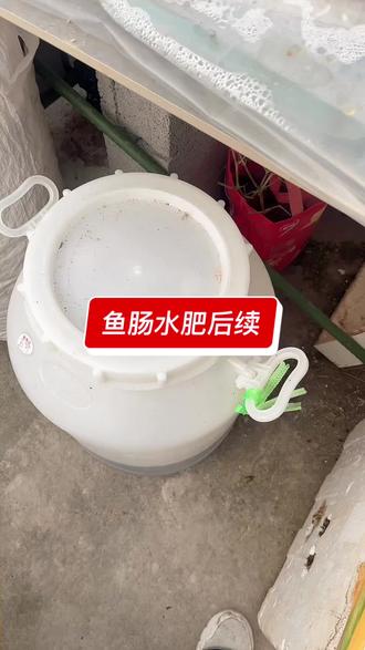 鱼肠水肥后续#自家养殖 #鱼肠肥#堆鱼肠肥#鱼肠水肥