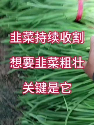 韭菜持续收割,想要韭菜粗壮,关键是它。#韭菜高产 #韭菜管理 #韭菜种植 #韭菜施肥 #韭菜施什么肥根粗