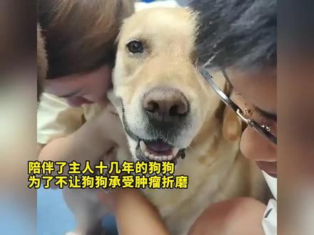 #狗狗的灵性超乎人类的想象 #有灵性的狗狗这举动太感人啦 #宠物去世 狗狗最后的道别,它连离开都不愿看到你难过,狗狗用一生教会你什么是爱,同时也教会了你怎样面对离别。只愿来生还能陪你一载