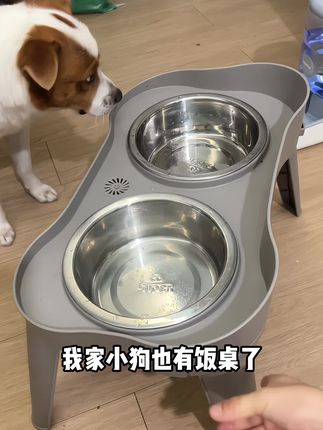 加高加厚护颈椎狗饭桌 加高加厚护颈椎狗狗饭桌,大狗小狗都有,不同尺寸不同高度,根据狗狗高度拍!#我和我的狗 #狗饭桌 #狗狗吃饭 #狗碗 #抖in萌宠计划