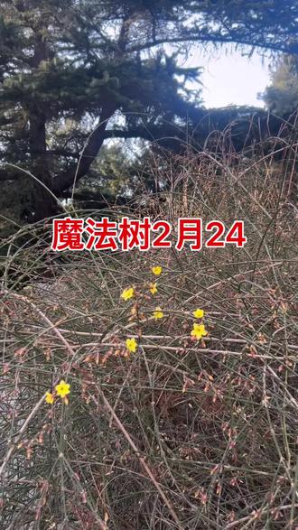 “魔法🪄树🌲”“记录📝生活”2026年2月24日北海公园,艺术家何旻熹Anika He随拍🎨🌈🌍#魔法树#北海公园#喜鹊#何旻熹#anikahe