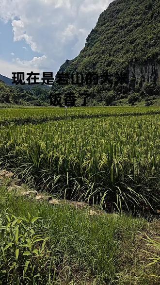 岩山也是有大米饭吃了