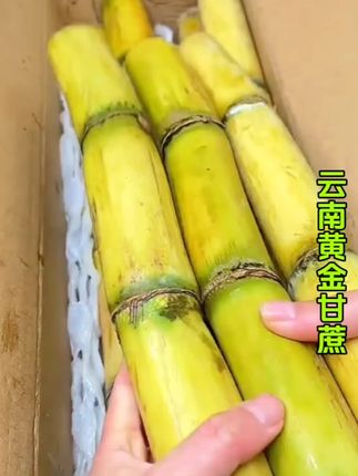 可以徒手剥皮的云南黄金甘蔗你吃过吗?吃过这个甘蔗的别的甘蔗你都不想再吃了#甘蔗 #黄金甘蔗 #新鲜应季水果 #现摘现发新鲜到家 #优质农产品