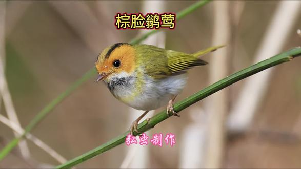 棕脸鹟莺#鸟 #鸟类 #鸟类摄影 #鸟类实拍 #鸟叔