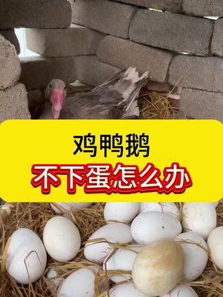 鸡鸭鹅不下蛋怎么办?#家禽养殖 #鸡鸭鹅养殖 #科学养鹅 #养鹅小妙招 #养鹅知识