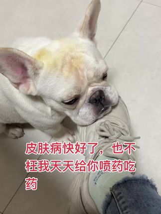 #狗是人类最忠诚的朋友
