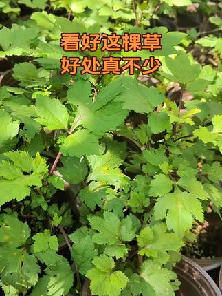 红毛芹好处真不少,你知道吗#红毛芹#头昏#月经不调 #你知道吗#识百草