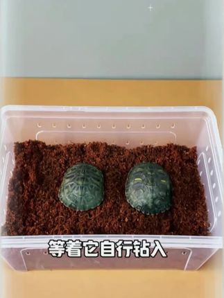 #乌龟冬眠套装#乌龟冬眠盒#乌龟越冬神器#龟龟冬眠#养龟日常