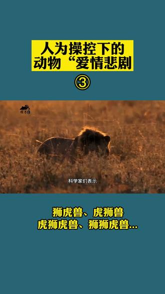 人类为老虎和狮子创造出爱情悲剧,已经是残酷且无法更改的现实 #狮虎兽 #奇妙的动物 #杂交动物