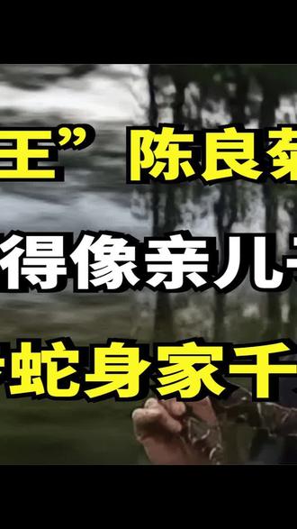 江西“蛇王”陈良菊,把毒蛇驯得像亲儿子,靠养五步蛇身家千万 #原创 #三农 #养蛇 #蛇毒王 #陈良菊