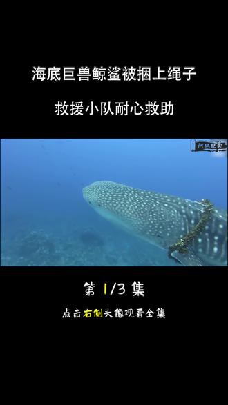 海底巨兽鲸鲨被捆上绳子#纪录片 #海洋救援