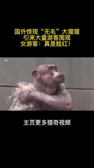 国外发现“无毛”大猩猩,引来无数游客围观,女游客:真是脸红! #万物皆有灵性 #奇闻 #奇闻异事 #大猩猩