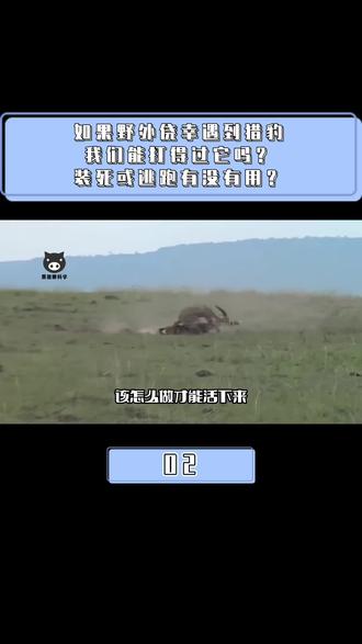 如果野外侥幸遇到猎豹,我们能打得过它吗?装死或逃跑有没有用? #科普 #猎豹 #动物