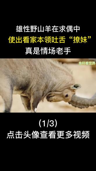 雄性野山羊在求偶中,使出看家本领吐舌“撩妹”,真是情场老手