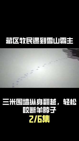 藏区牧民遇到雪山“霸主”,三米围墙纵身翻越,轻松咬断羊脖子