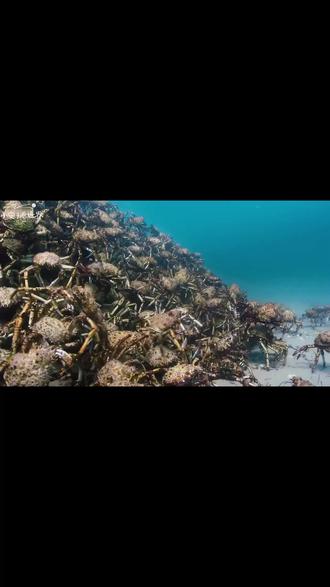 弱肉强食的海底世界,螃蟹花四天的时间褪壳,结果还是被一口吃掉 #纪录片解说 #纪录片