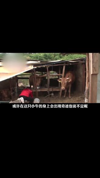 农村牛棚养出双头怪牛,4只眼睛2张嘴巴,怪异双头牛能活多久?