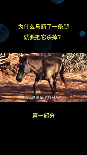 为什么马断了一条腿,就要把它杀掉?三条腿的马不能活吗?