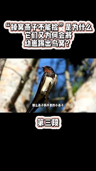 “掉窝燕子不能捡”是为什么,它们又为何会将幼崽踢出鸟窝?#科普 #家燕归巢 #掉窝的燕子 #小燕子穿花衣