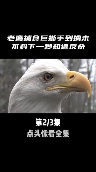 空中王者老鹰捕食巨蜥,本以为手到擒来,不料下一秒却遭反杀 #动物科普 #鹰 #科莫多巨蜥 #野生动物 #涨知识