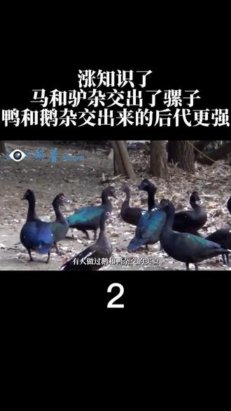 涨知识了!马和驴杂交出了骡子,鸭和鹅杂交出来的后代更强? #鸽子 #动物科普 #番鸭 #鹅