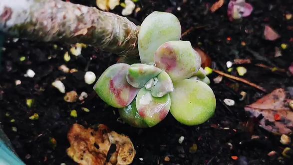 紫乐耐寒多少度? #养花小知识