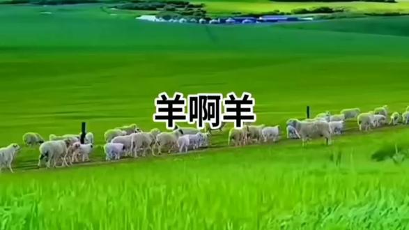 原创:一首音乐歌曲(羊啊羊)