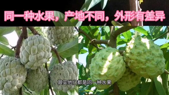 爱美人士最爱—番荔枝(释迦果),它不仅鲜美香甜,且排毒美白等 #养颜养生 #农业种植 #水果 #释迦果 #荔枝