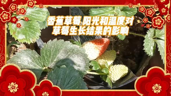 香蕉草莓 阳光和温度对草莓生长结果的影响 #草莓🍓 #纯天然无公害 #绿色生活 #种植