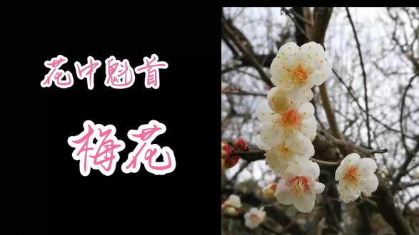 梅花一中华民族精神的象征