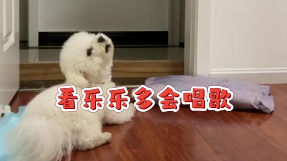 看这只比熊把低音歌也唱的这么好听,谁说乐乐只会吼高音了? #比熊宝宝