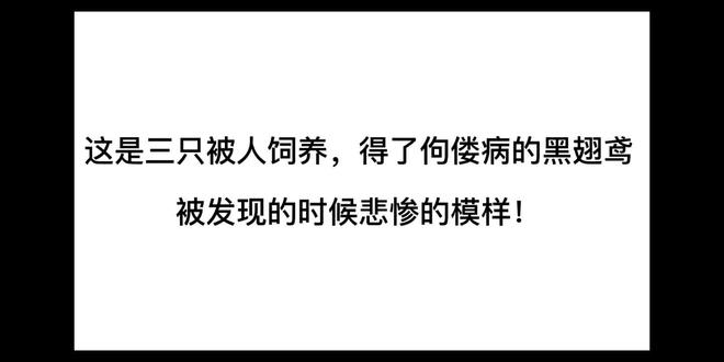 被人养坏的黑翅膀鸢三兄弟!
