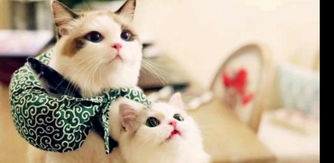 猫咪的毛发能剪吗? #科普一下 #知识分享 #萌宠 #治愈猫咪