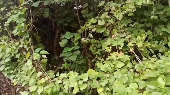 湖南发现百年猪婆藤,来看看在哪里发现的?