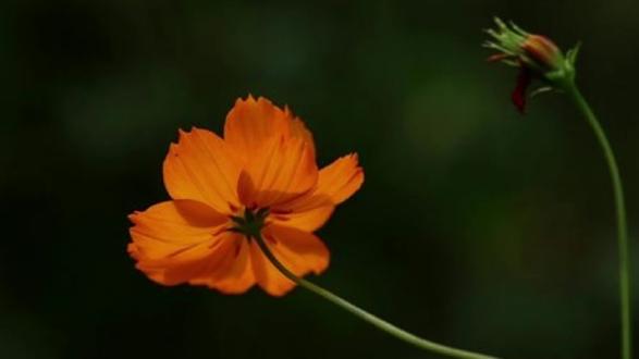 英子朗诵《一朵小花》 #生活美学