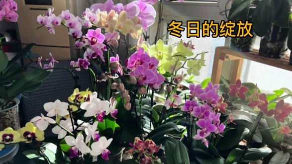 冬日里绽放的蝴蝶兰 #爱生活爱养花 #养花人的乐趣 #蝴蝶兰