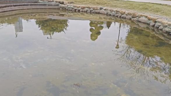 罕见画面!实拍蟾蜍交配产卵画面,要不是亲眼所见我都不敢相信。