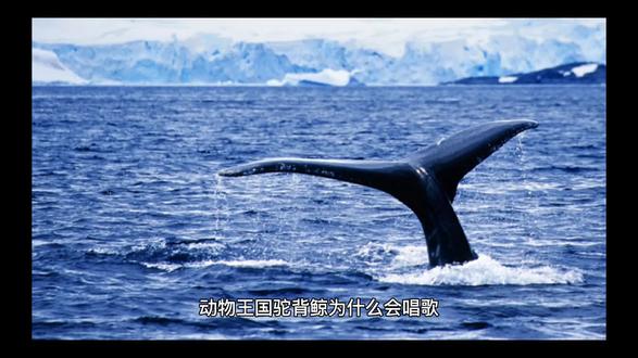 驼背鲸为什么会唱歌 #鲸鱼🐳 #海洋生物 #海底世界 #百粉 #动物 #海洋