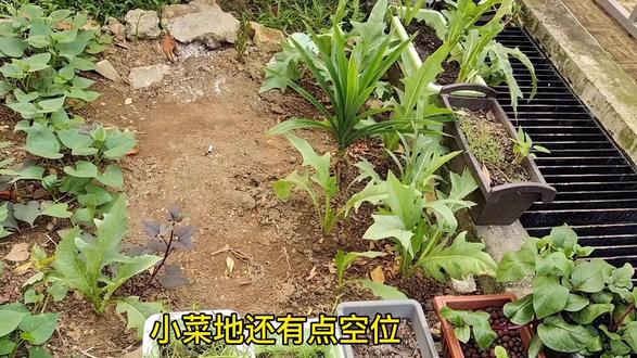 红苋菜和绿苋菜做法有所不同,你们都是什么做法?