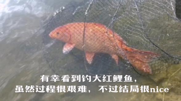 红鲤鱼在民间有吉祥的寓意,祝大家吉祥如意,见者有份 #户外钓鱼 #随手拍 #大自然