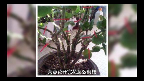 芙蓉花开完花怎么剪枝