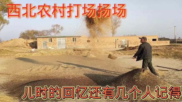 西北农村打场扬场,满满的儿时回忆,现在还有几个人记得 #农忙秋收 #我的乡村生活 #打场 #扬场 #农村生活 #劳动者是最美的人 #劳动人民最光荣