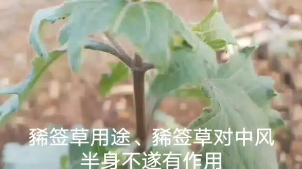 豨签草用途、豨签草对中风半身不遂有作用 #万物生长