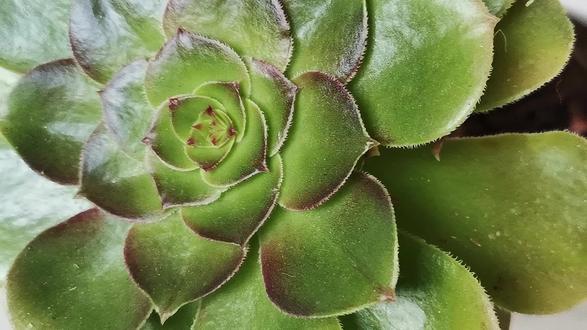 冬季养法师想让它生长旺盛安全过冬,就要做好这几点