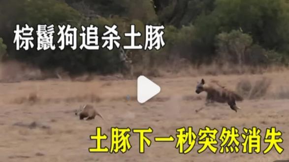 棕鬣狗追杀土豚,土豚下一秒突然消失。